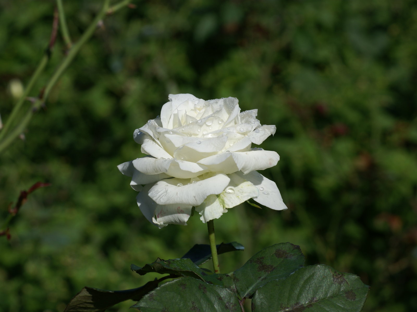 White Roses Background Image