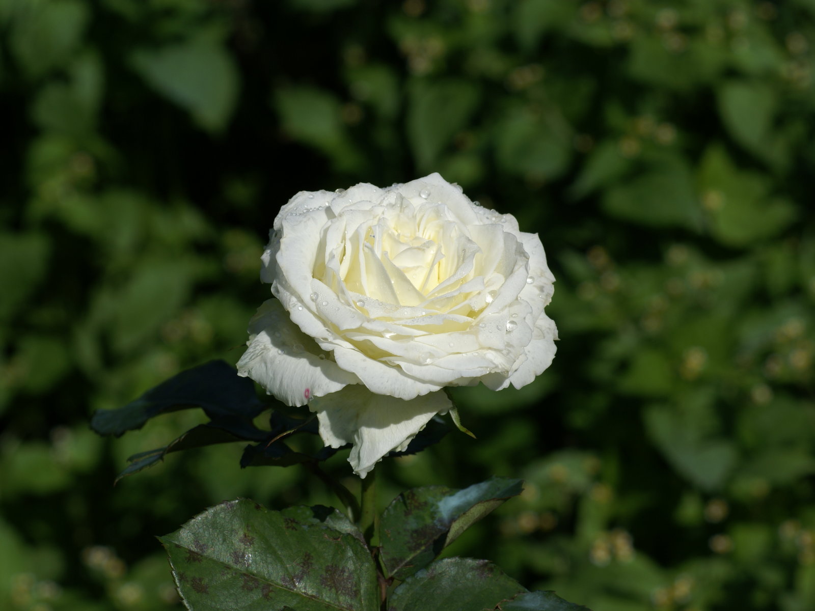 White Roses Wallpaper Rose