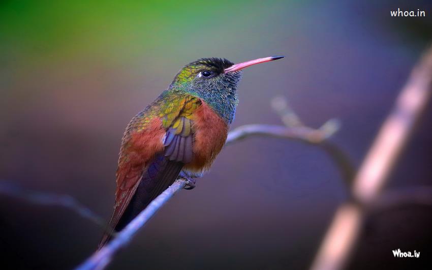 Kingfisher HD Wallpaper Birds And Image Animal
