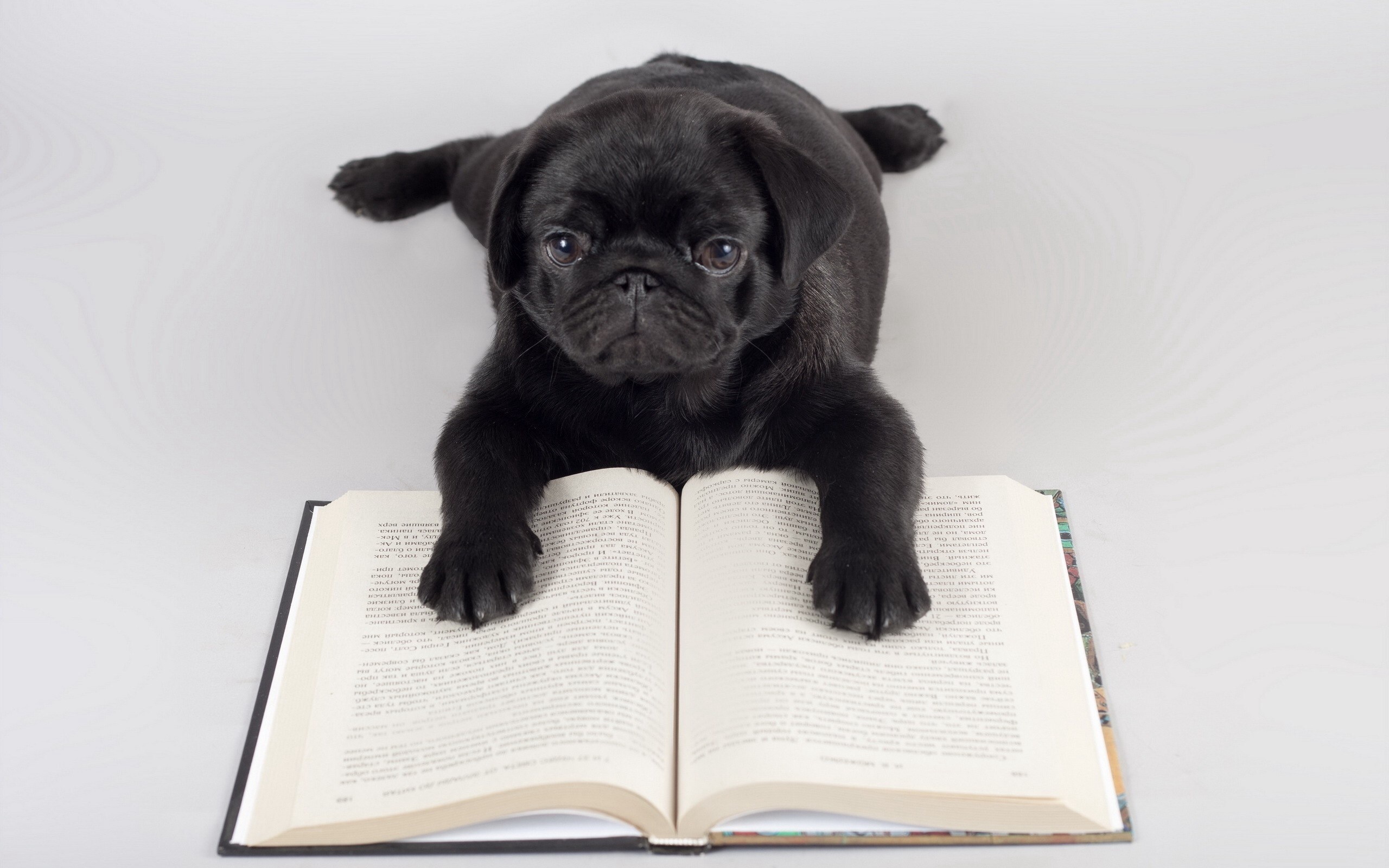 Pug Reading Wallpaper Stock Photos