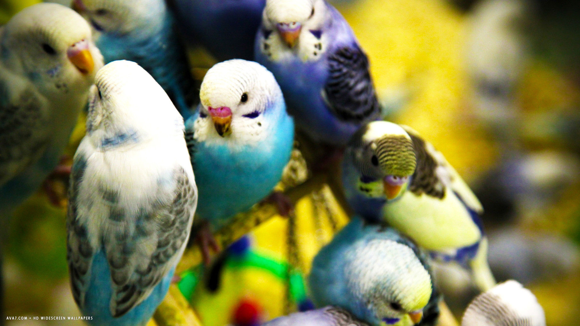 Budgie Parakeets Flock Birds HD Widescreen Wallpaper