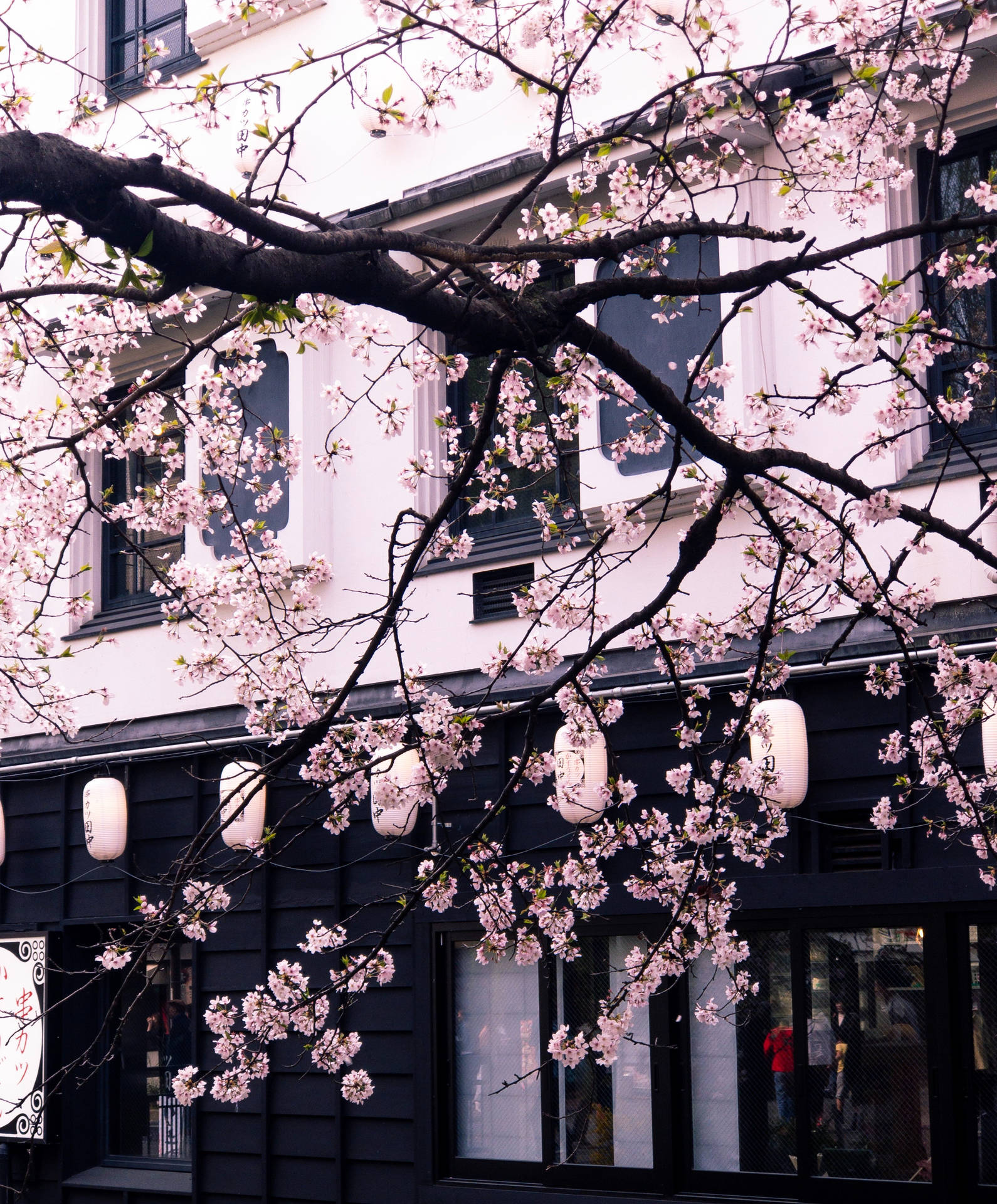 Top Pink Flowers Aesthetic Wallpaper Full HD 4k To Use