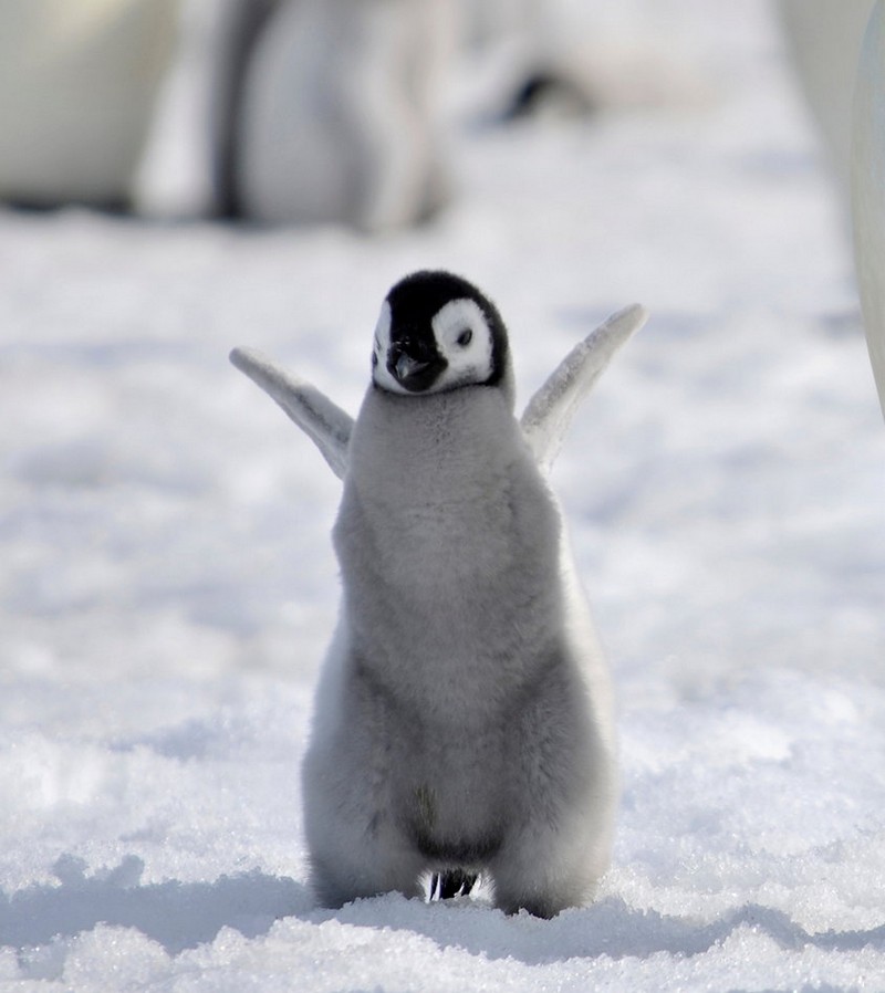 Free download 19 of the cutest baby penguin pictures youll see 19 ... Cute Winter Penguin Wallpaper