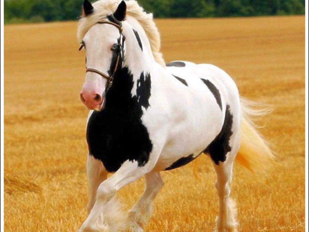 Back To White And Black Horse Wallpaper Beautiful