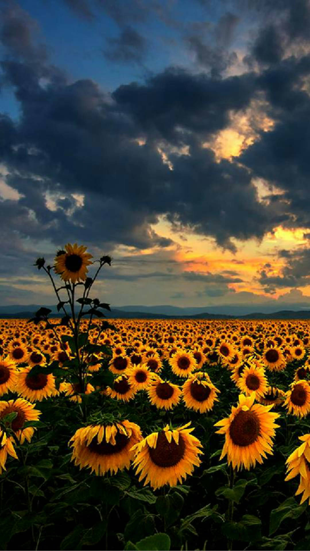 Field Of Sunflower Bunga Qyobf3a694bb4ofc Wallpaper