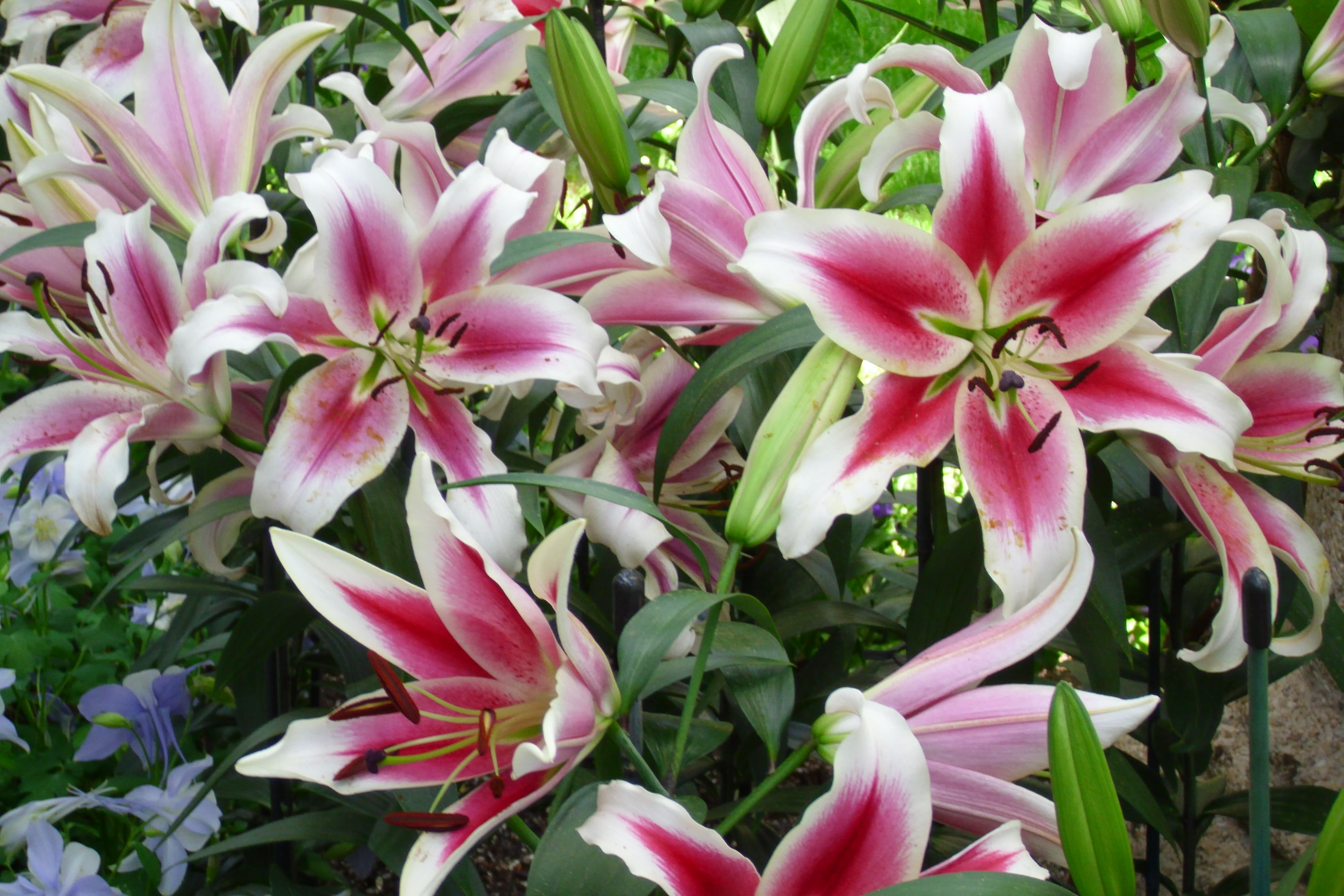 Stargazer Lily Graphics Code Ments Pictures