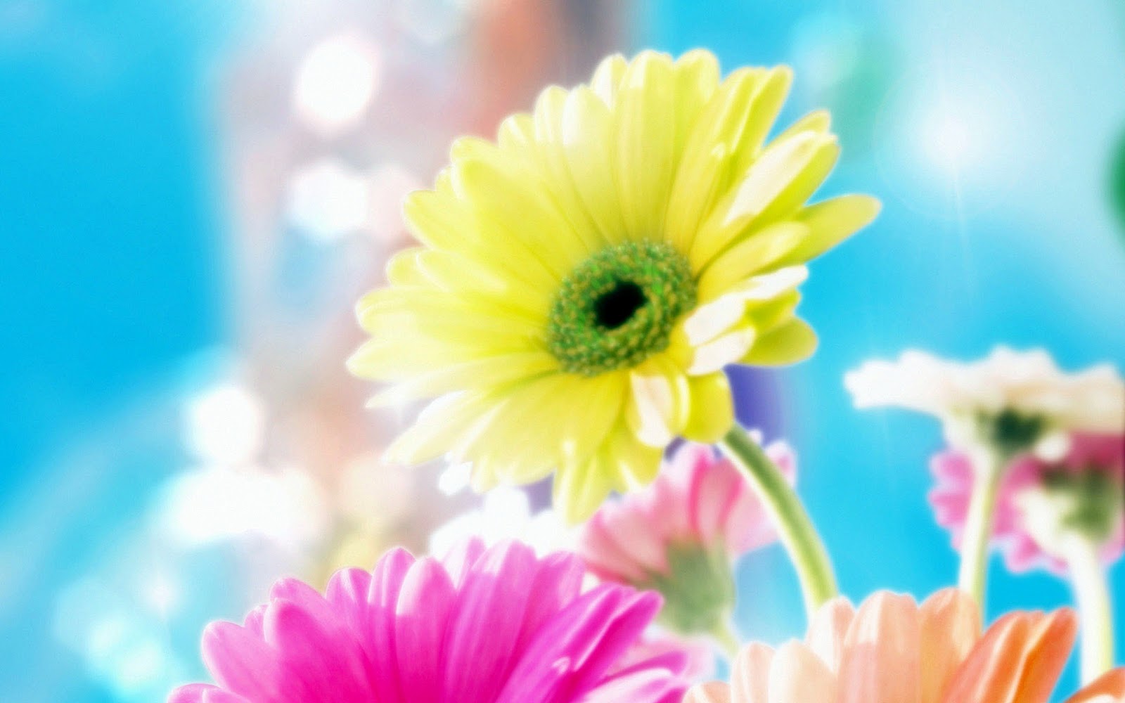 Beautiful Flowers Wallpapers Desktop Free Download   All Wallpapers