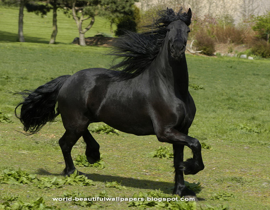 Friesian Horse Pictures