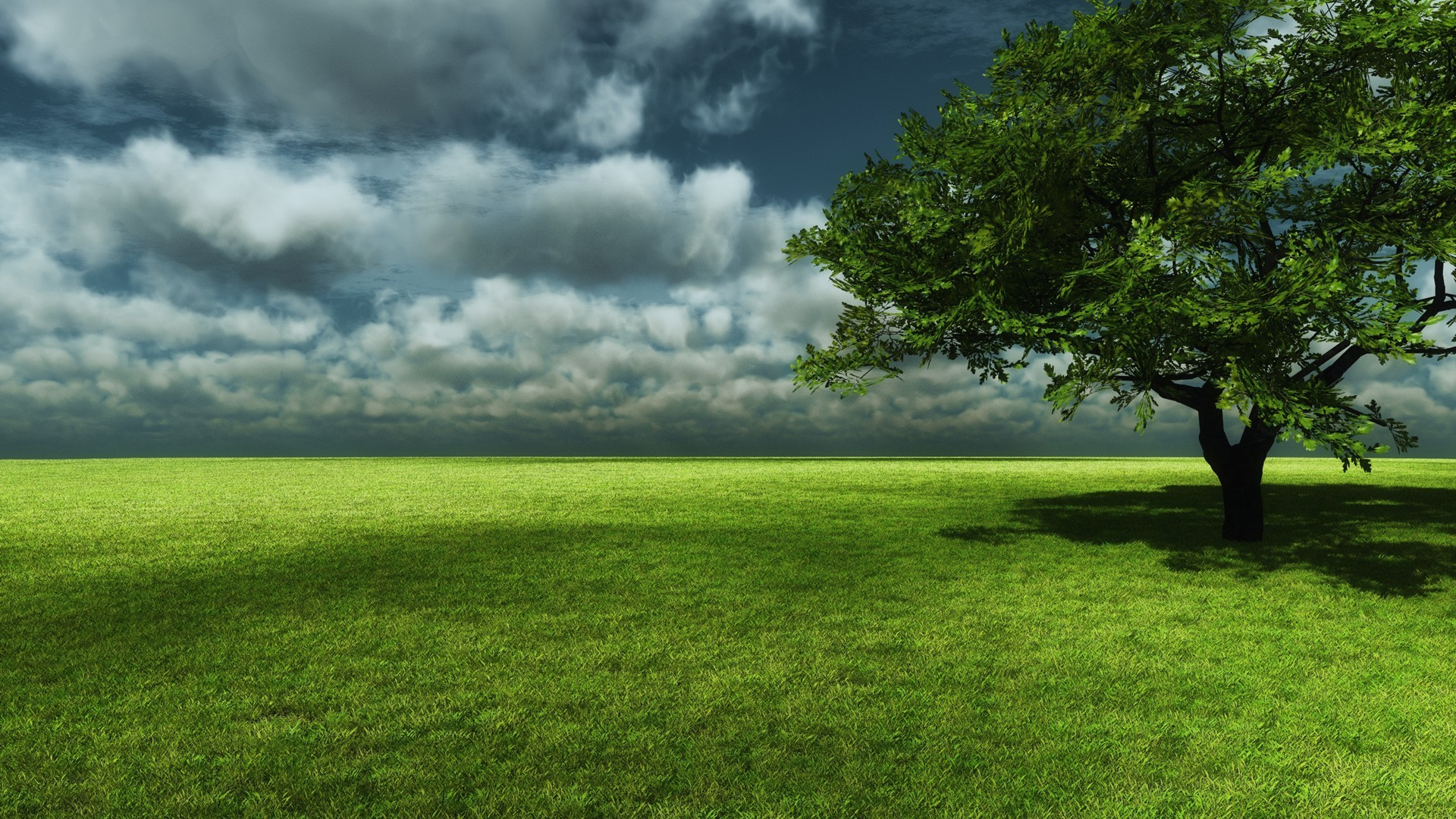 Tree Wallpaper For Phone