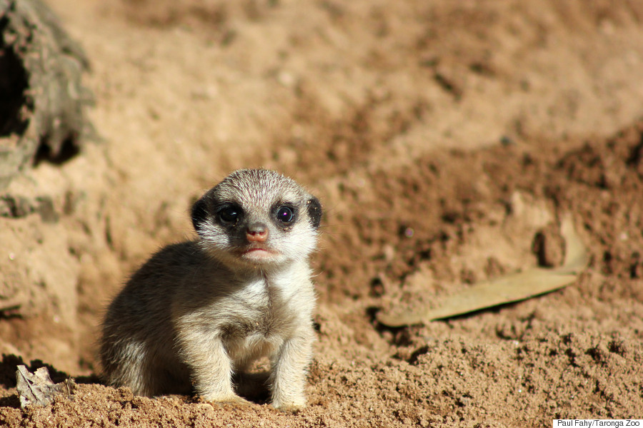 Image Meerkat Pup Pc Android iPhone And iPad Wallpaper