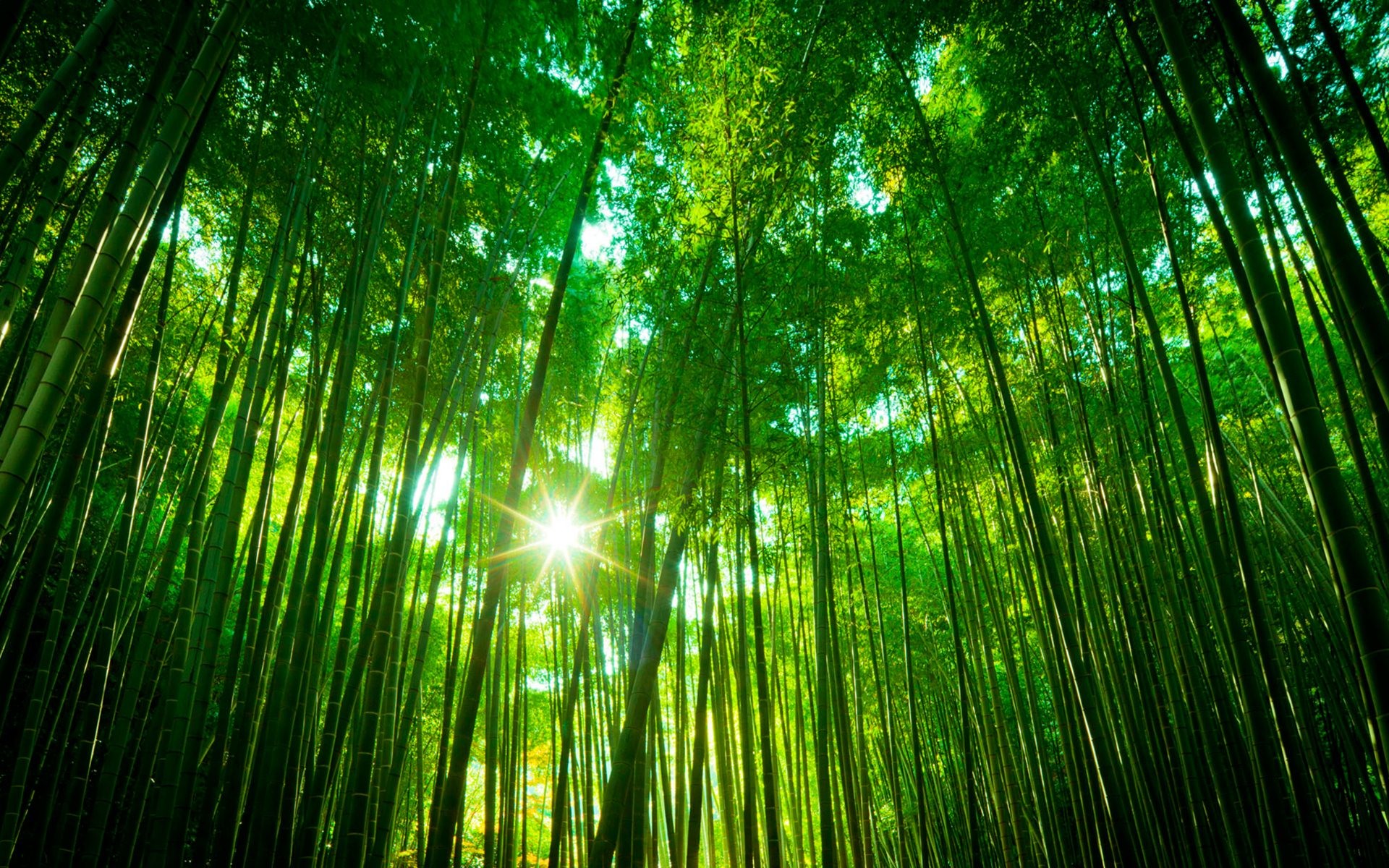 Bamboo Forest Japan Computer Wallpaper
