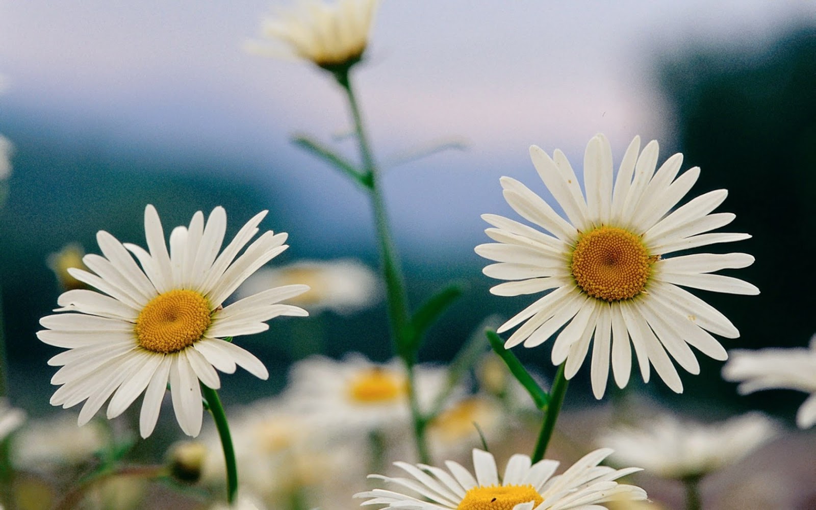 Beautiful Wallpaper For Desktop