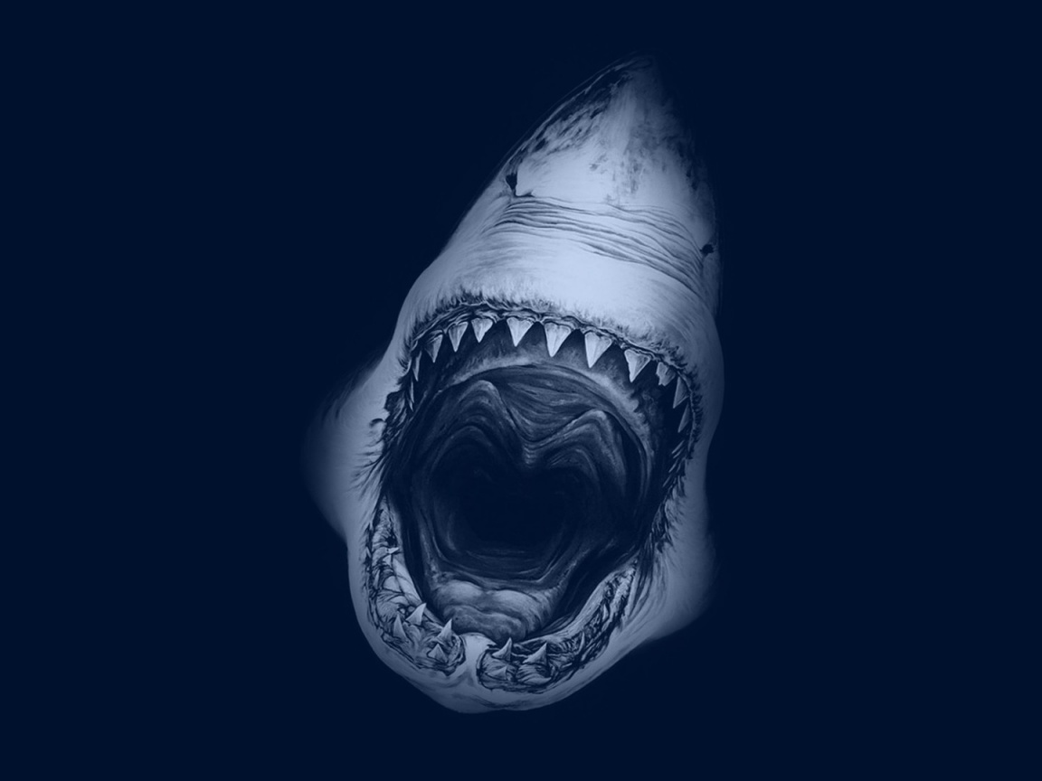 Great White Shark Desktop Pc And Mac Wallpaper