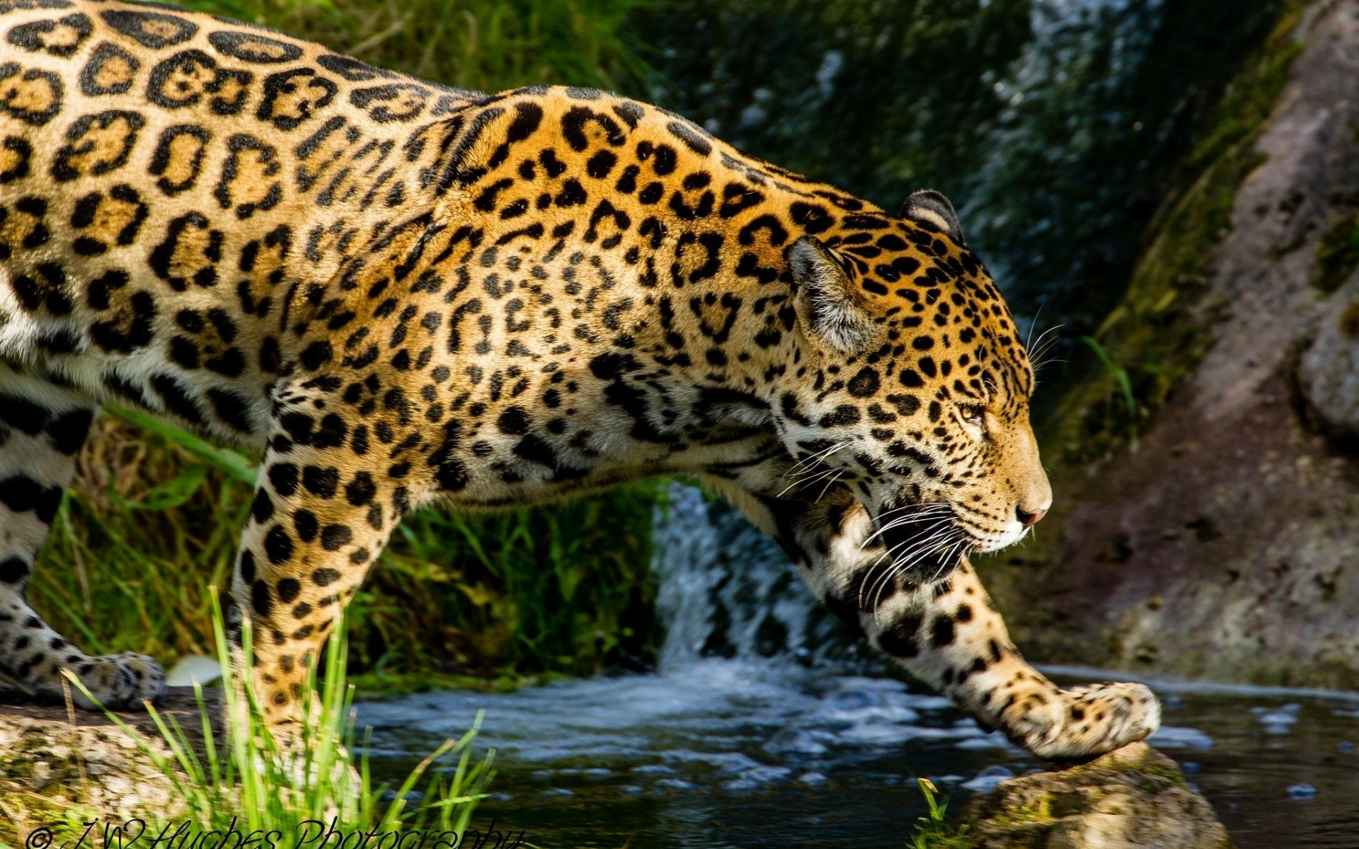 Jaguar Full HD Wallpaper And Image