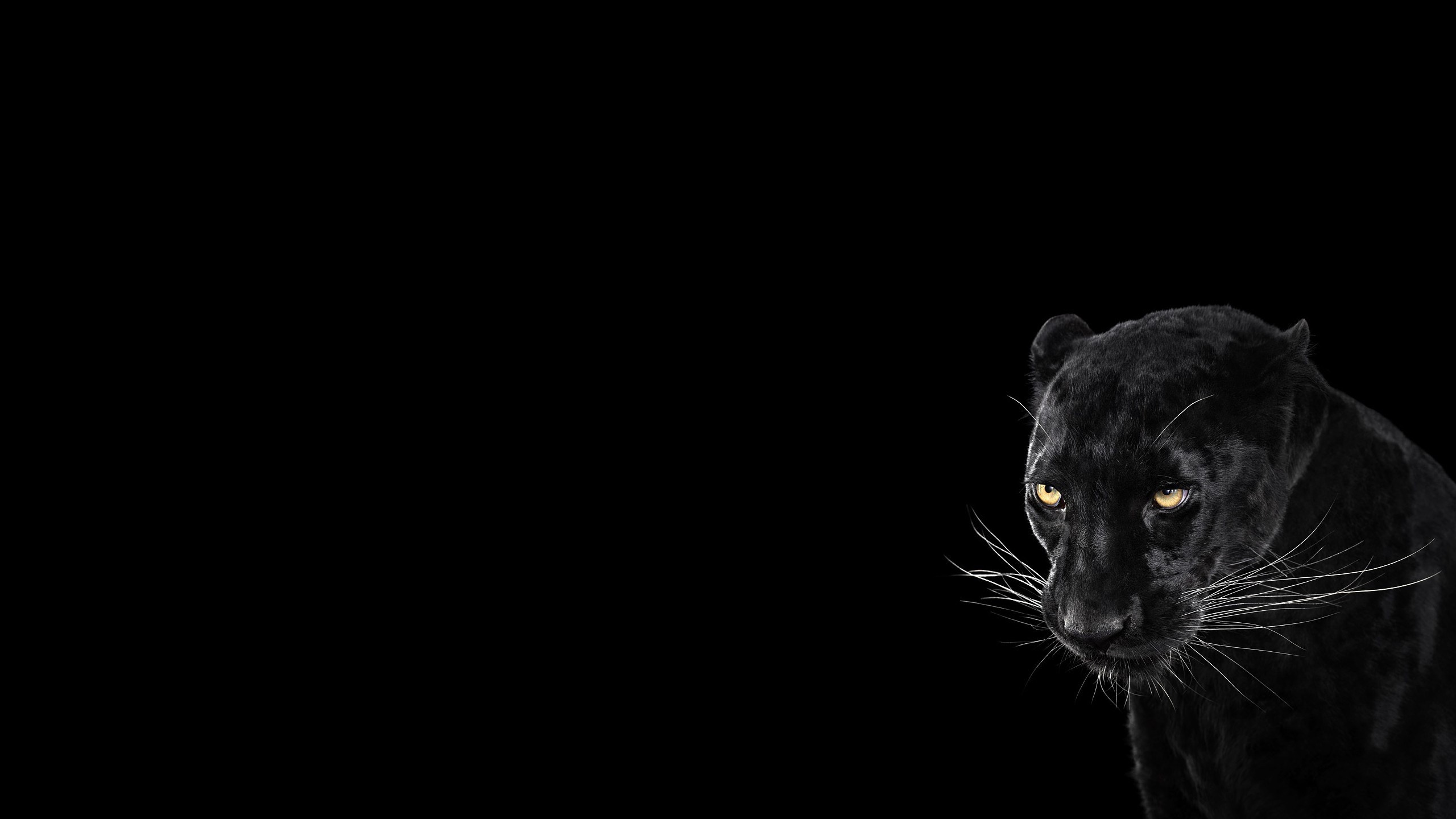 Black Jaguar Wallpaper