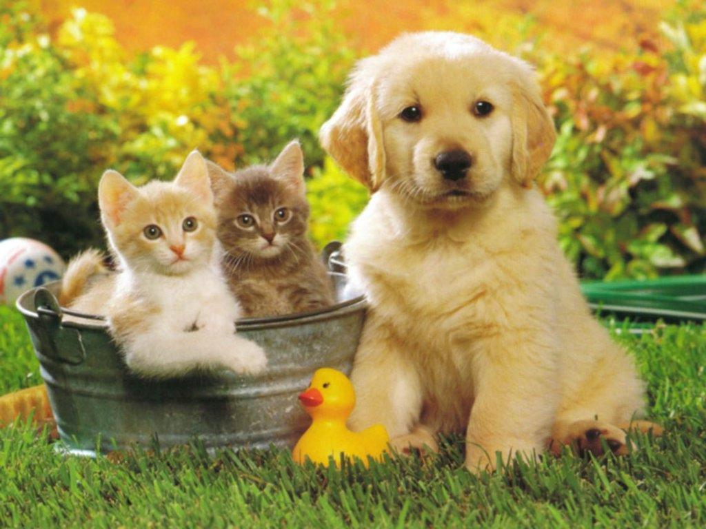 Puppy Golden Retriever And Cats Wallpaper For Your Puter Desktop