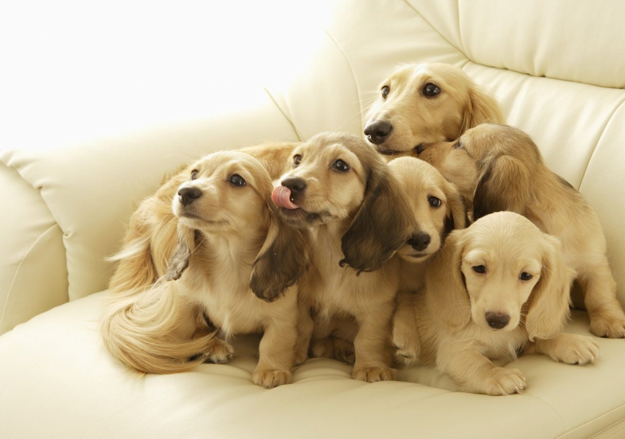 Cute Dogs HD Wallpaper Set