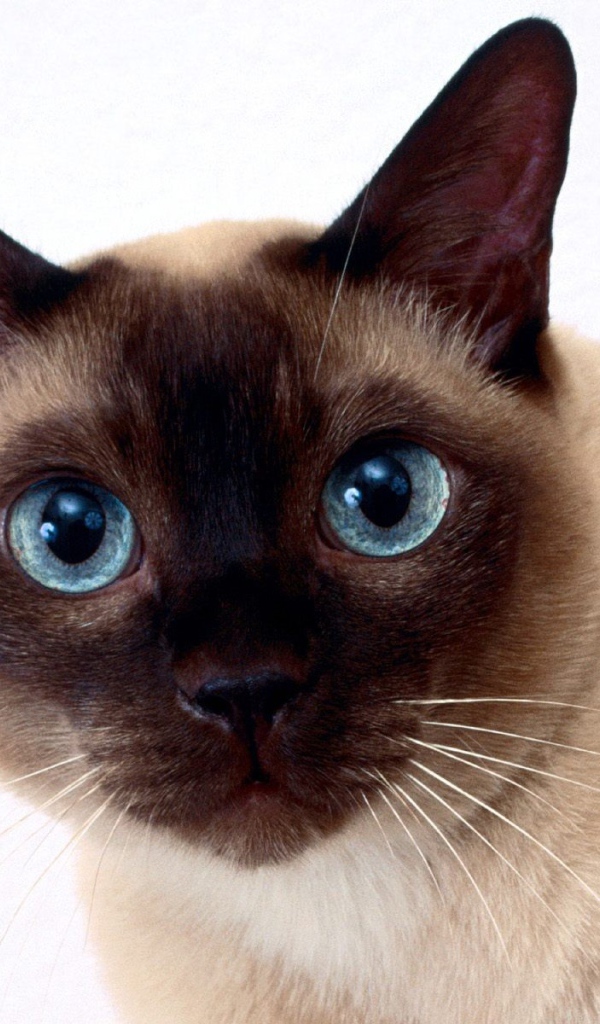 Beautiful Siamese Cat Closeup Cats Uploaded Content Masters
