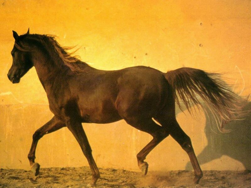 Wallpaper Pc Puter Horse