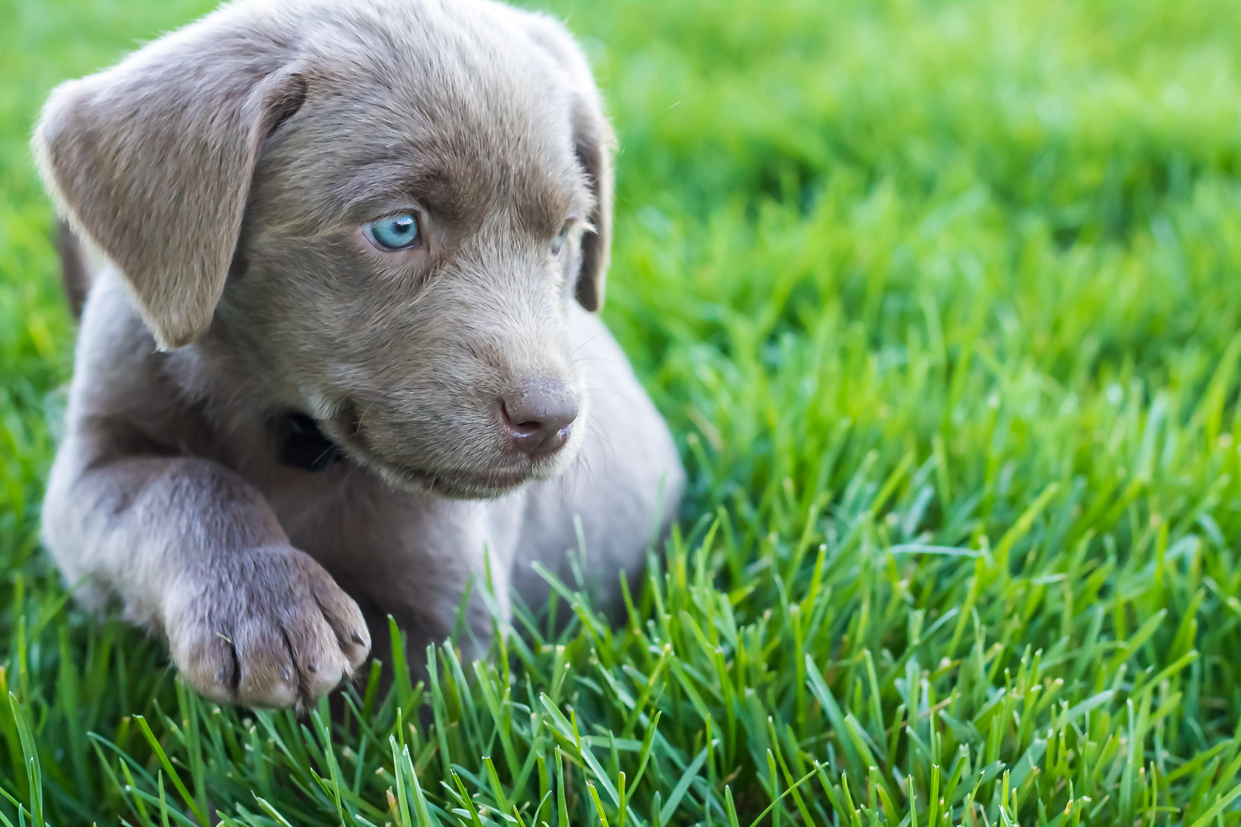 Female Silver Lab Puppy Placed Steps Training