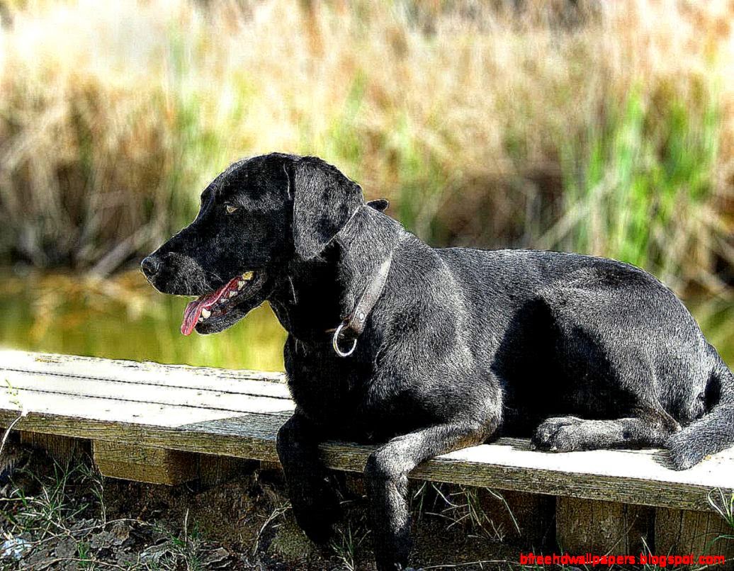Dog Black Labrador Retriever Look HD Wallpaper