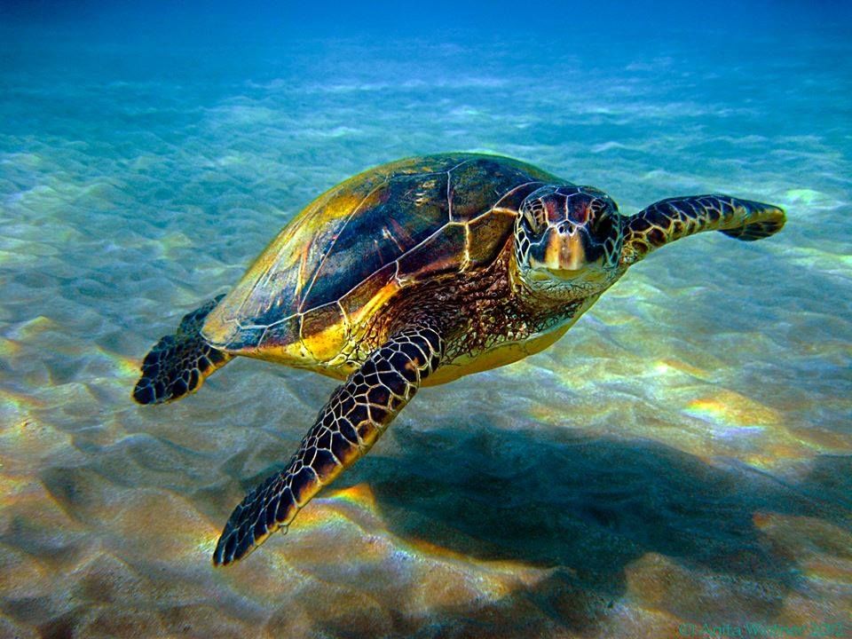 Flying Honu Turtles Sea Turtle Species Swimming