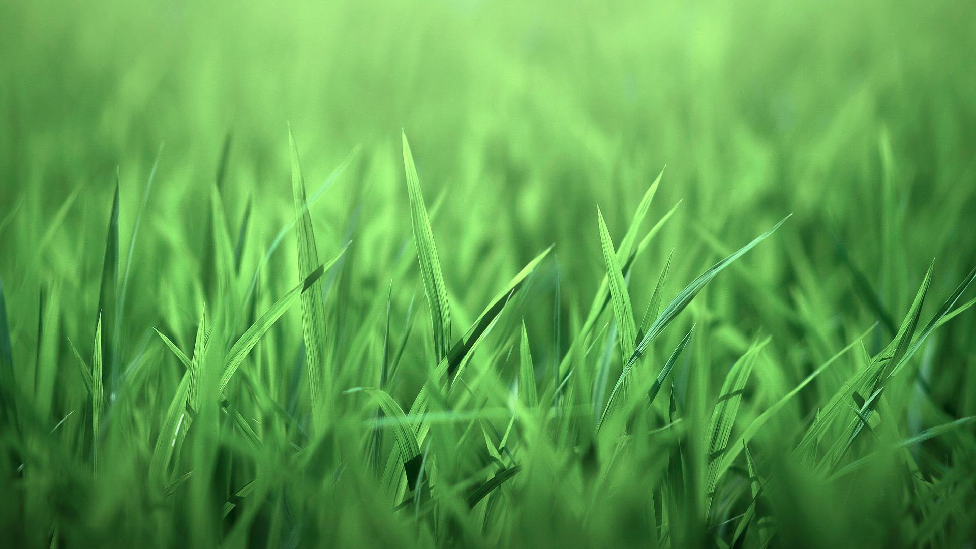 Nature Grass Green