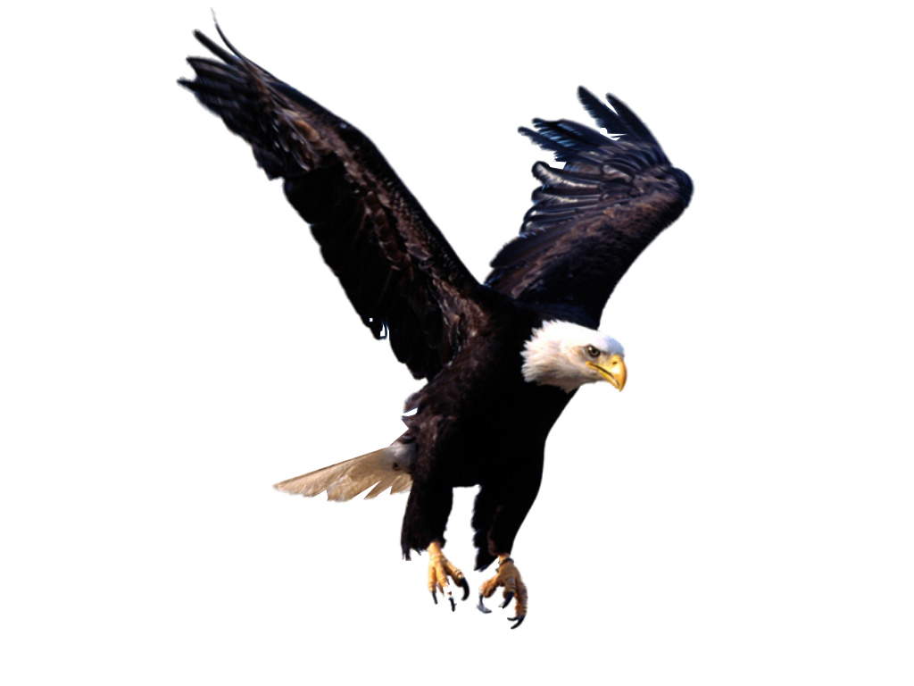 Eagle Png Image