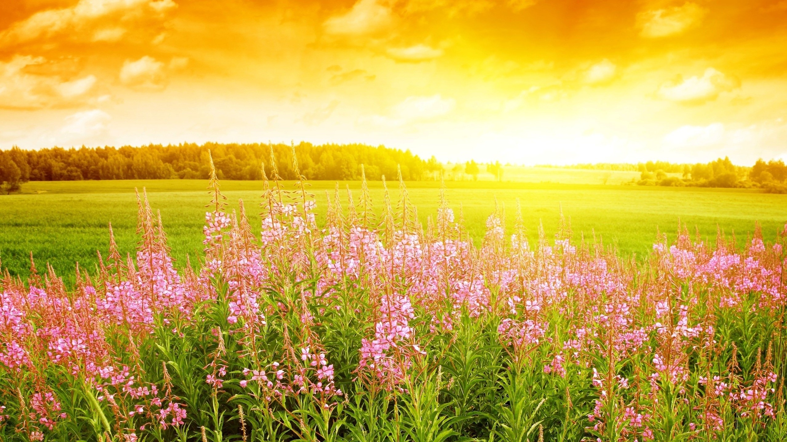 Field Of Flowers Wallpaper
