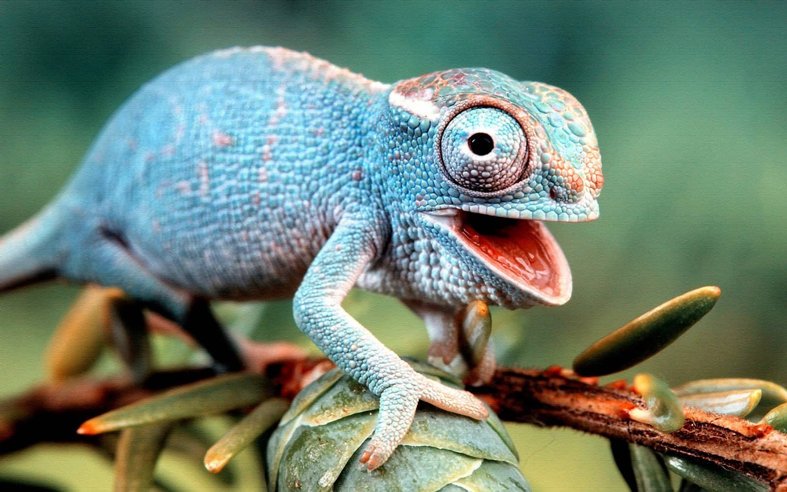 A cute baby chameleon with vibrant blue skin and large, expressive eyes perched on a branch, its mouth slightly open in a charming expression