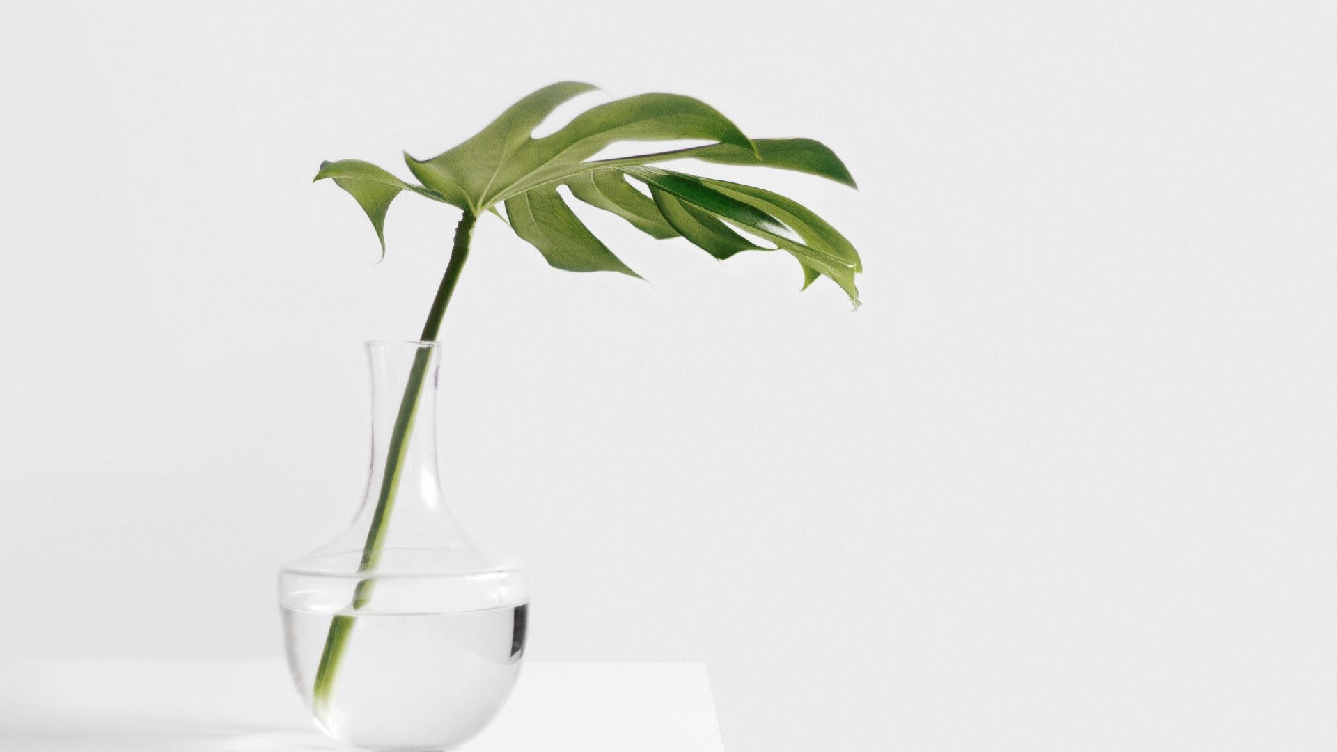 Minimalist Plant Wallpaper On