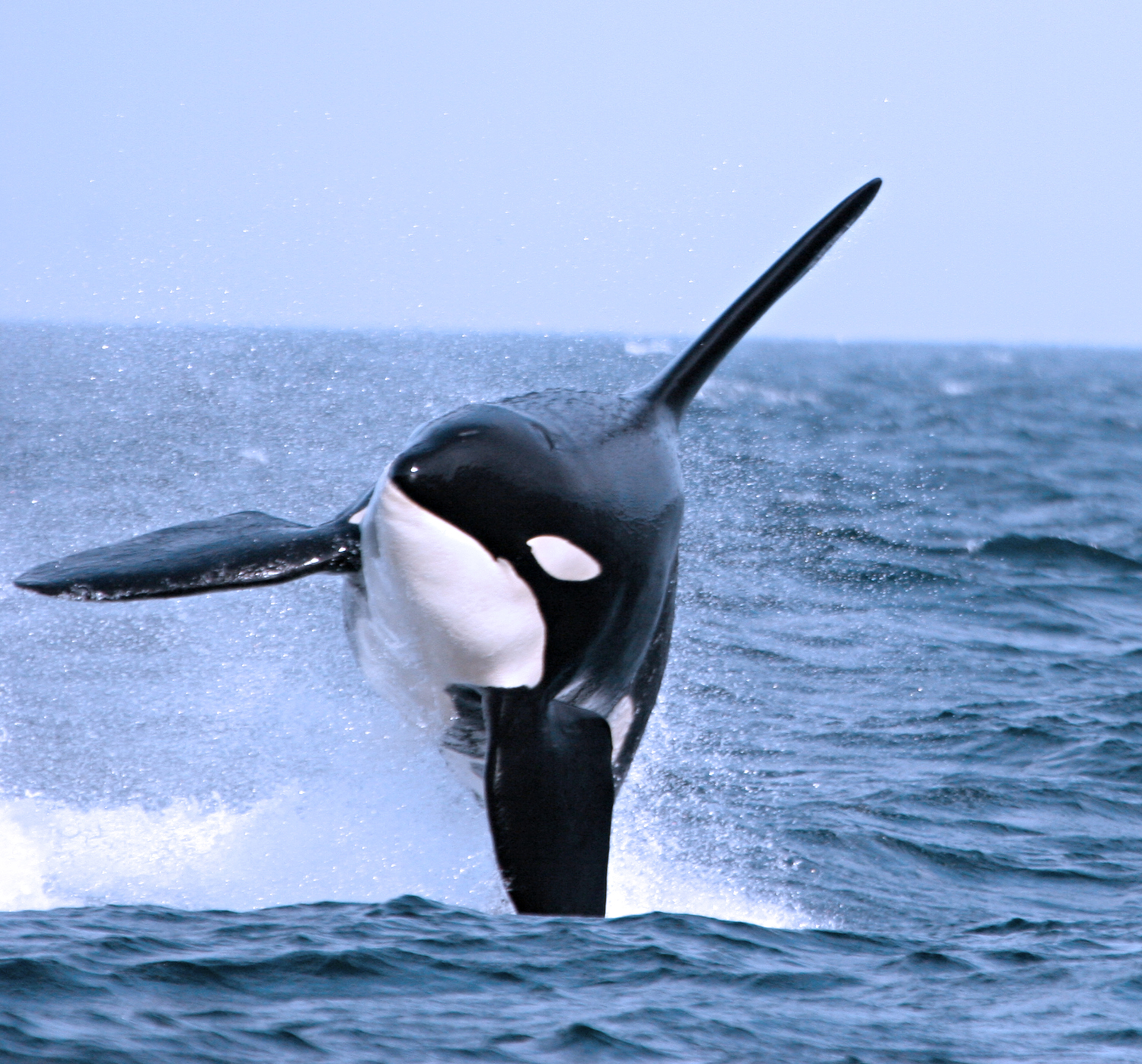 Whales HD Wallpaper