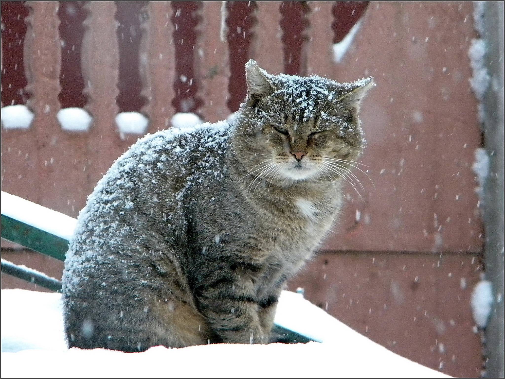 covered with snow   Cats Wallpaper 2048x1538