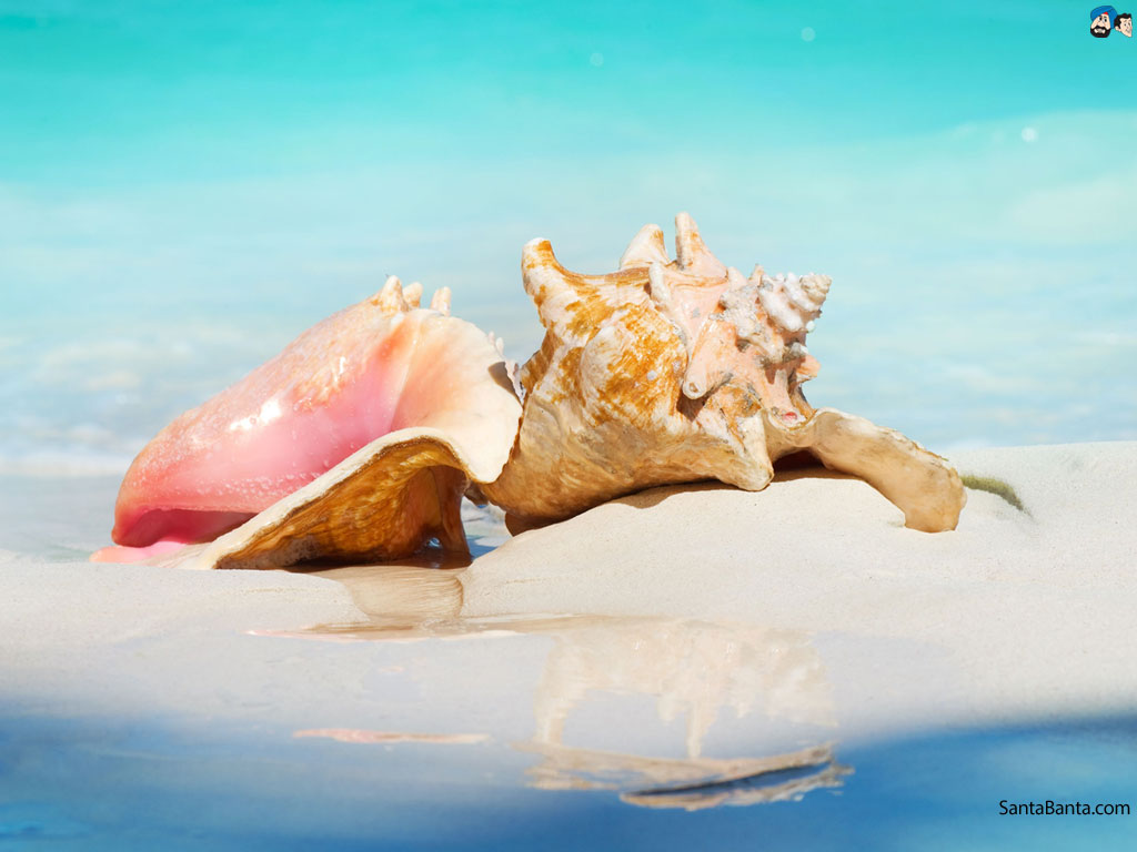 Seashells HD Wallpaper