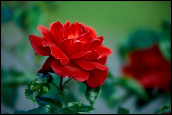 Flower Wallpaper For Mobile Phone Free Download : Beautiful Flower Hintergrundbilders For