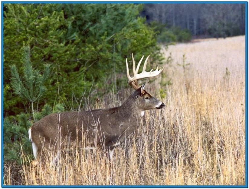 Whitetail deer screensavers   Download free