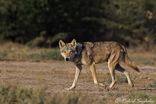 Indian Wolf At Little Rann Of Kutch By Rahul SacHDev