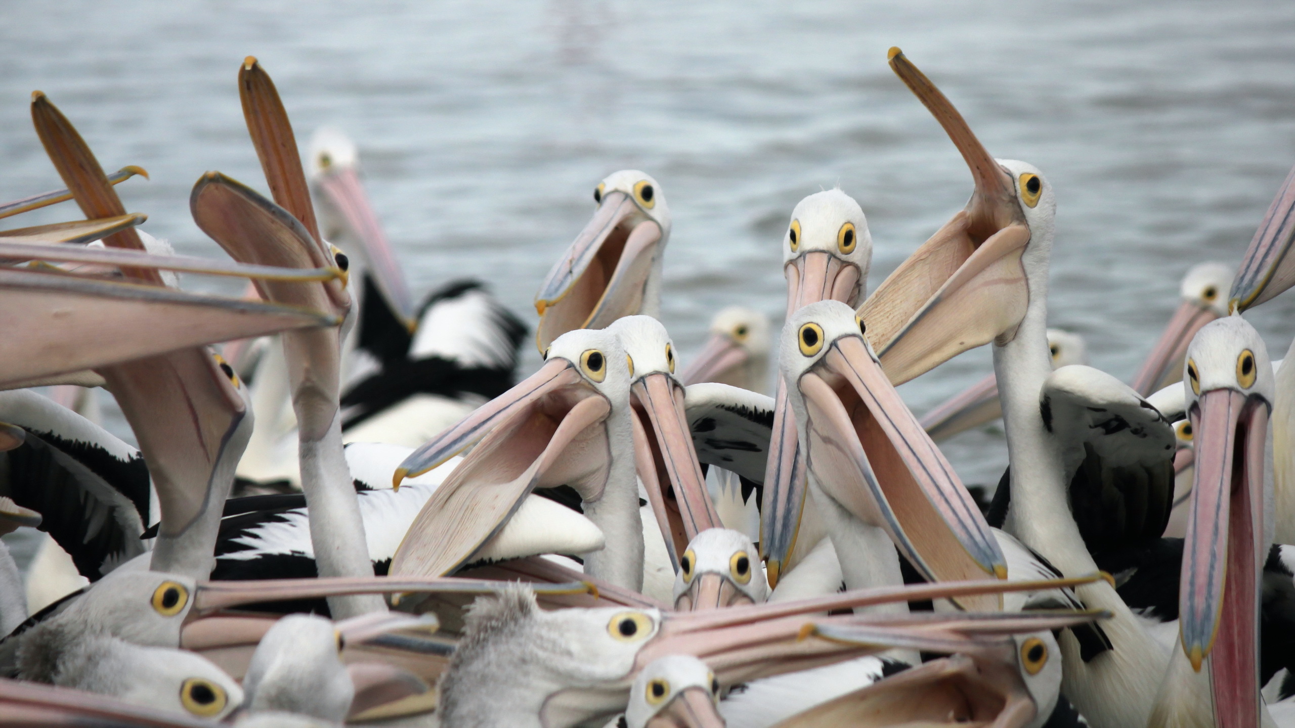 Animal Pelican HD Wallpaper