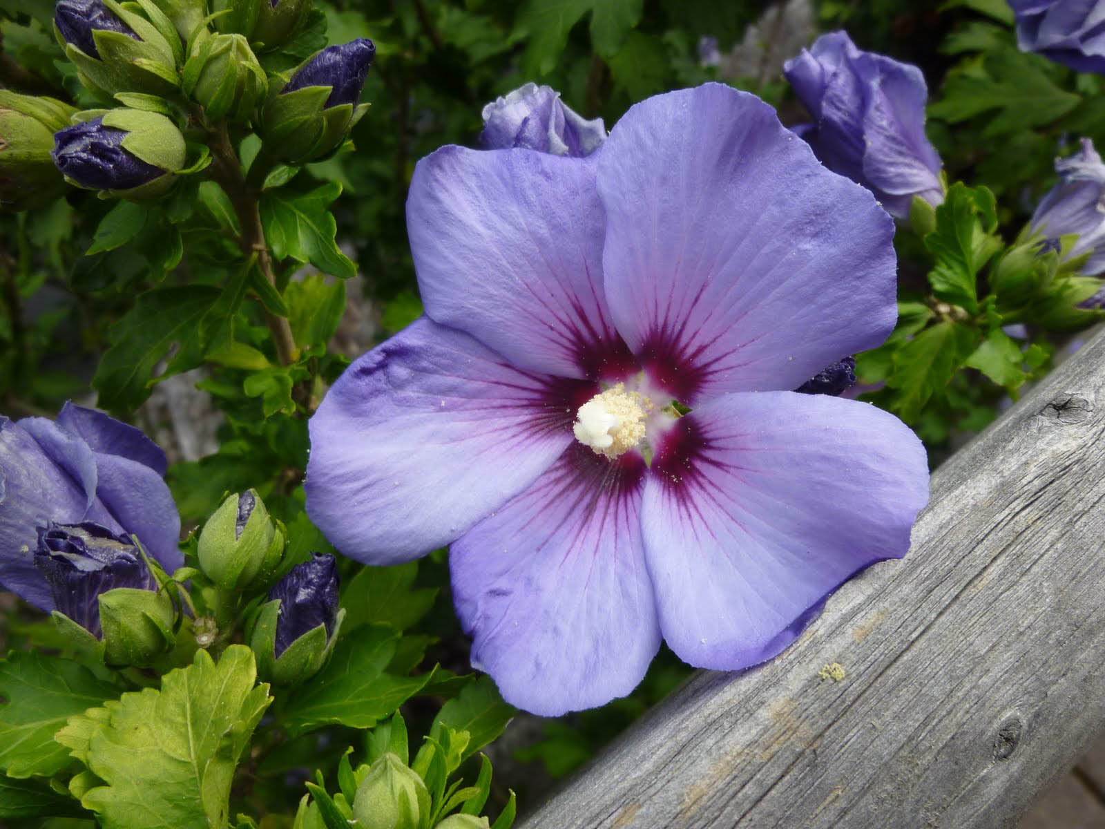 Desktop Wallpaper Purple Hibiscus Flowers