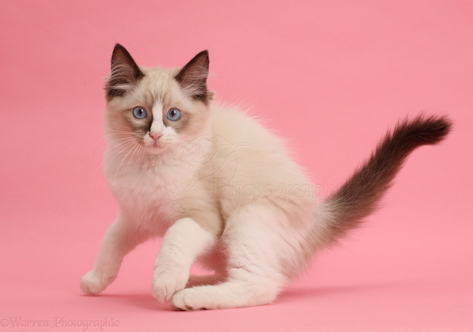 Free download Ragdoll kitten 10 weeks old on pink background photo WP44732 [1572x1104] for your