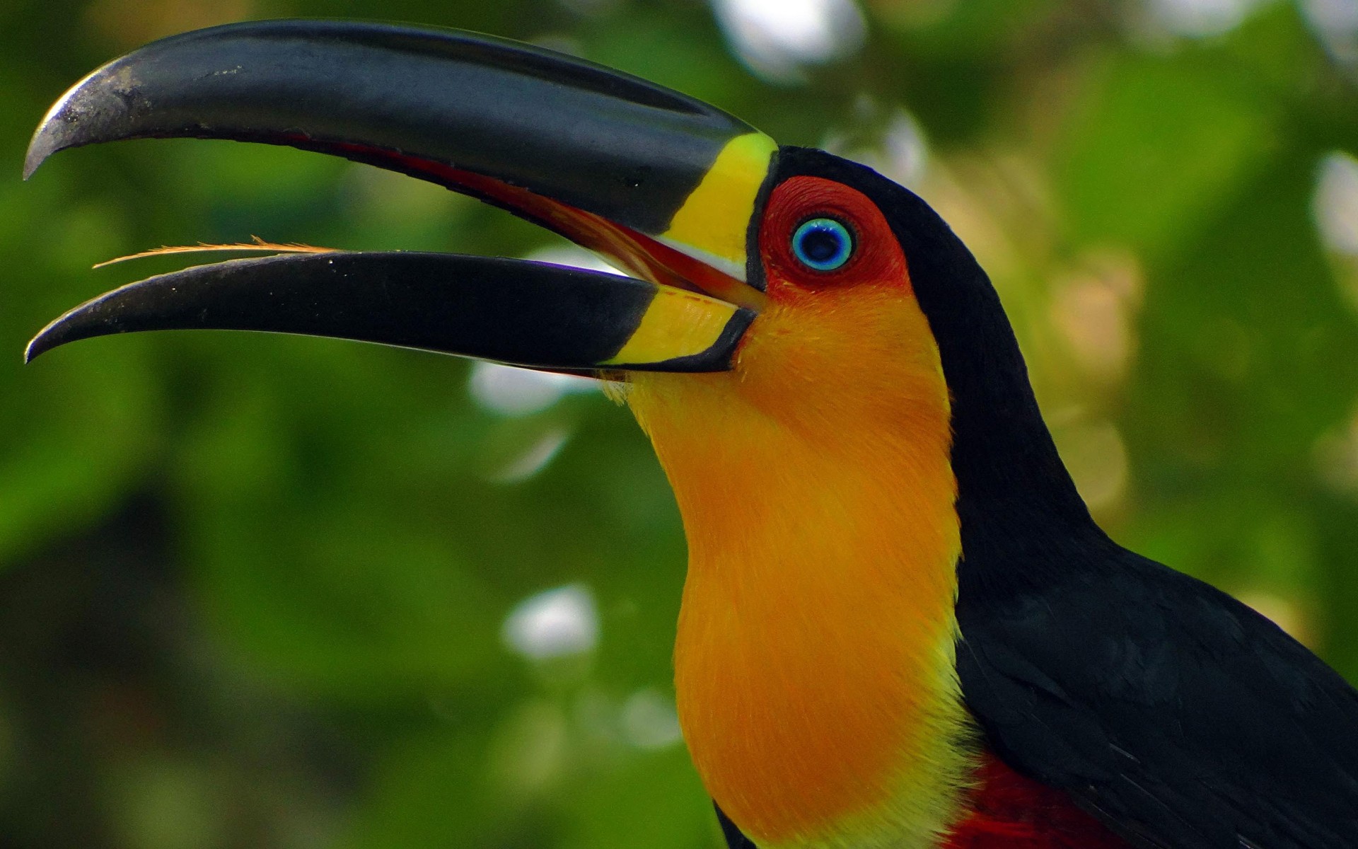 Toucan Beautiful Bird With Color Wallpaper HD