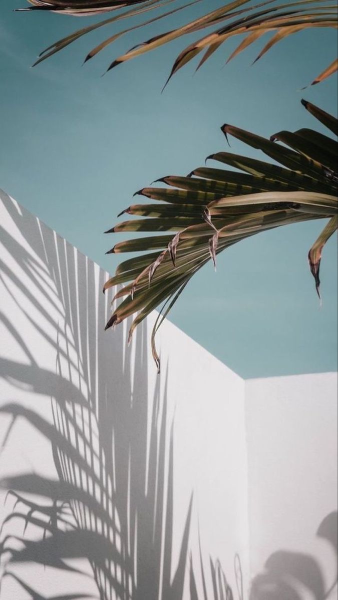 Numa Wallpaper