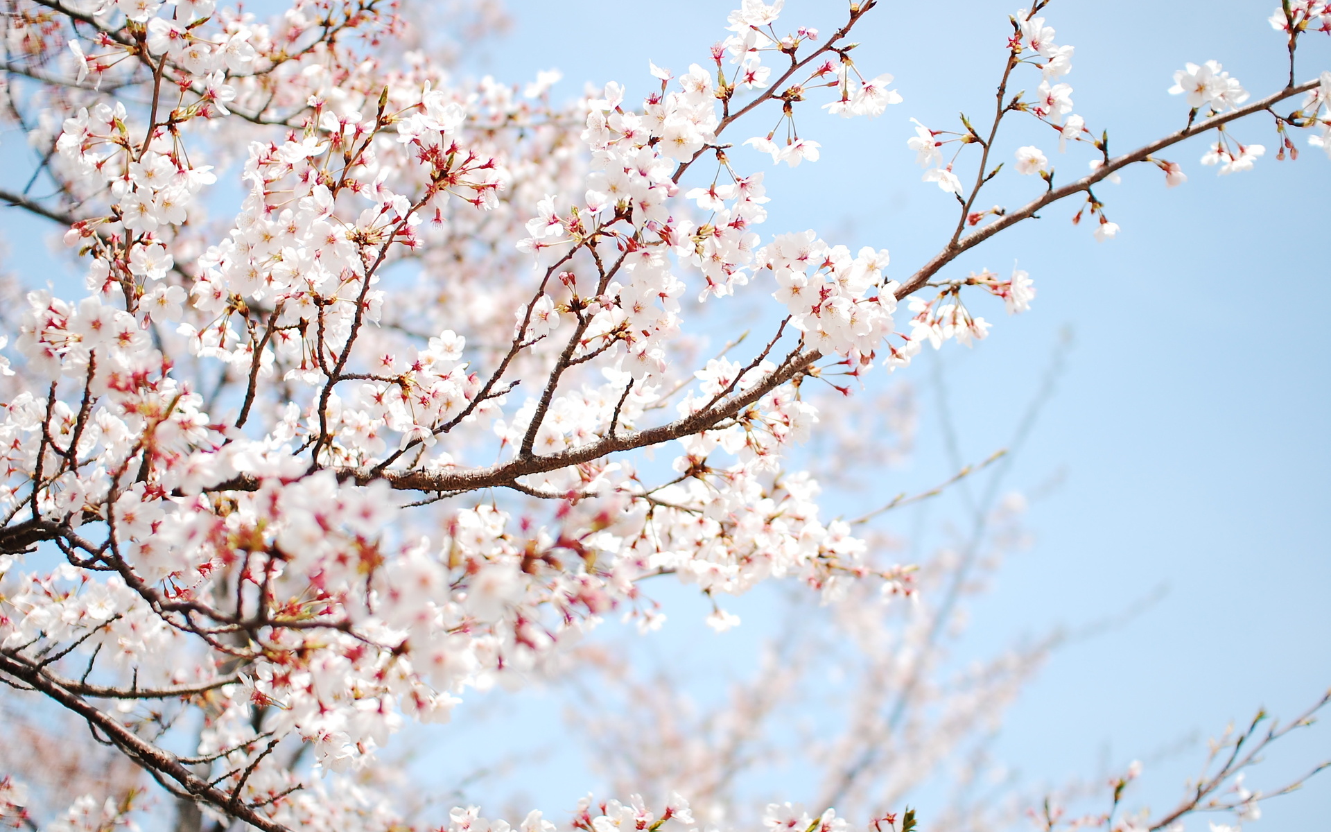 Wallpaper cherry tree blossom sakura flower spring branch 1920x1200