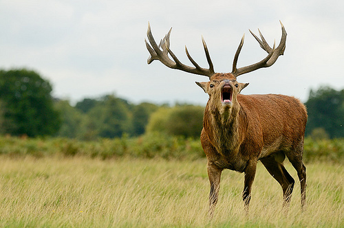 Funny Red Deer Stag
