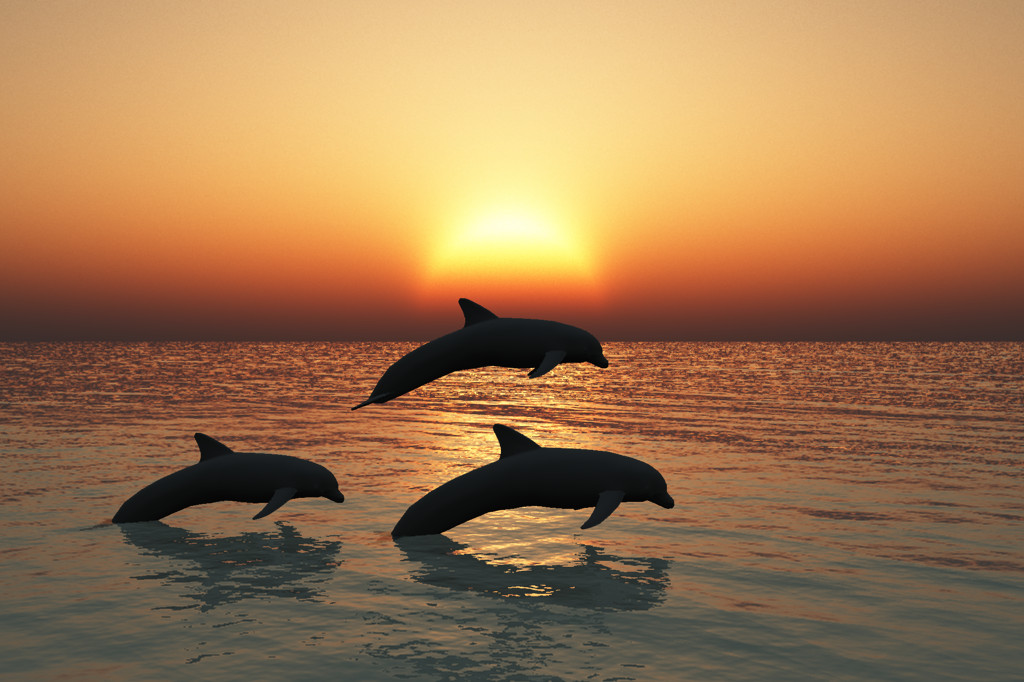 Key West Dolphins By Gypsyh