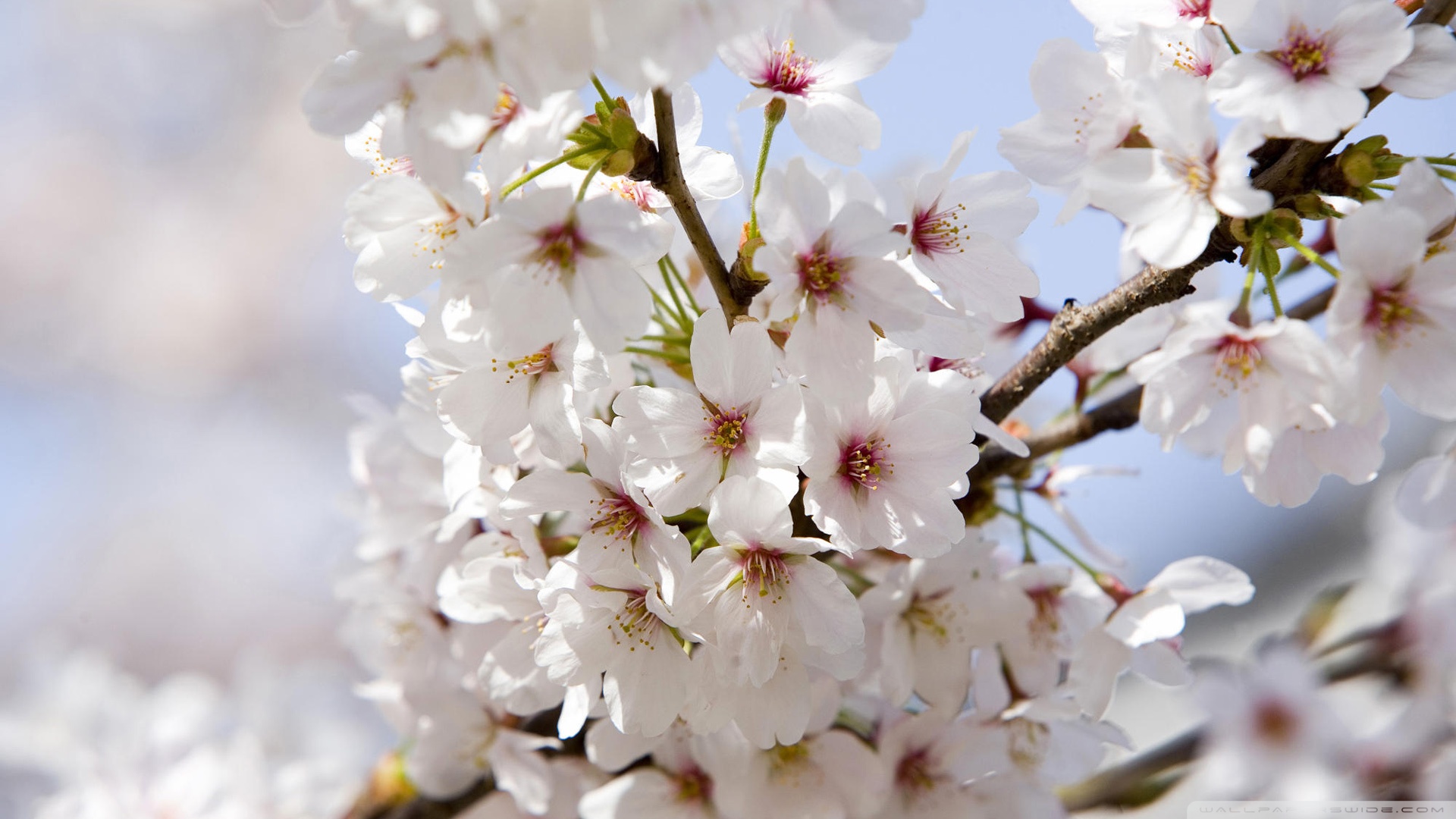 Japanese Cherry Blossoms Wallpaper