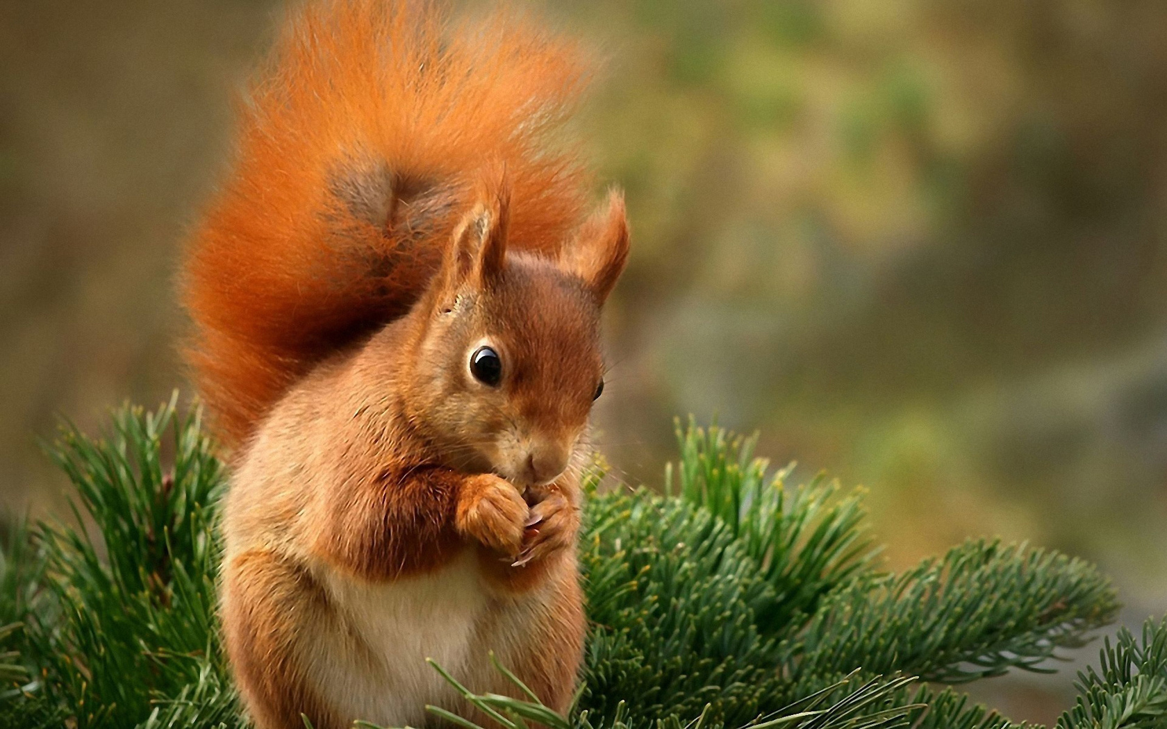  on July 9 2015 By Stephen Comments Off on Squirrel HD Wallpaper