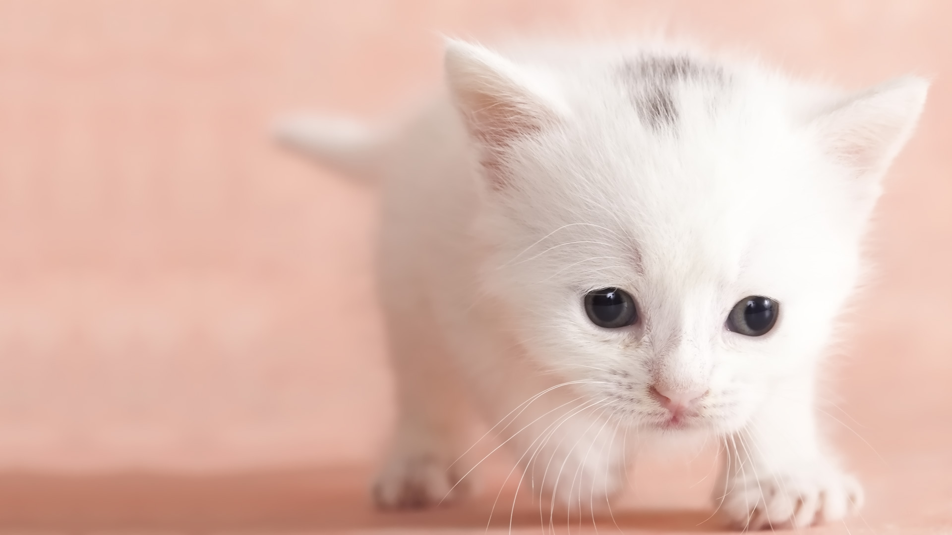 Description Cute Baby Cat HD Wallpaper
