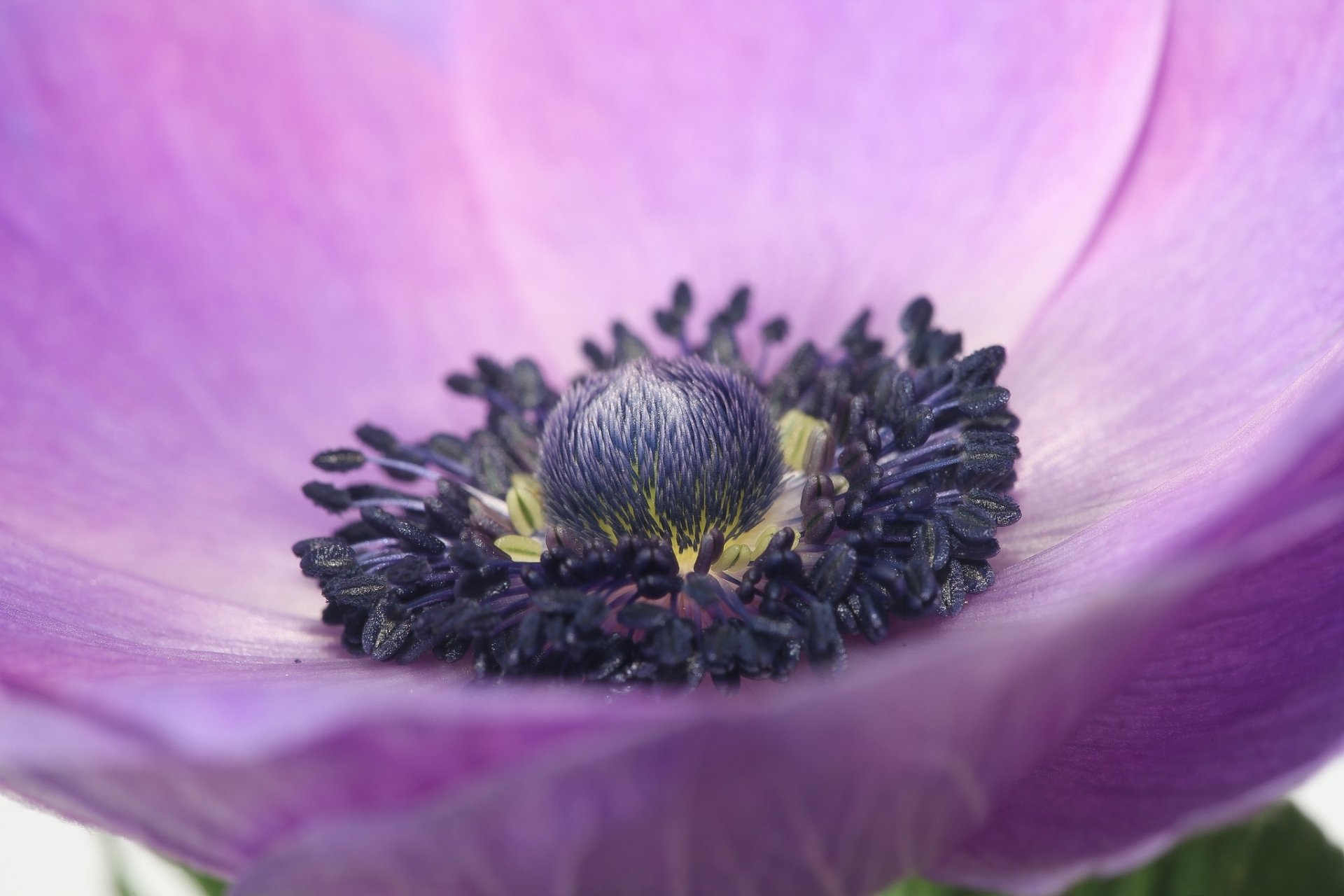 Purple Flower Macro Petal Nature Anemone HD Wallpaper