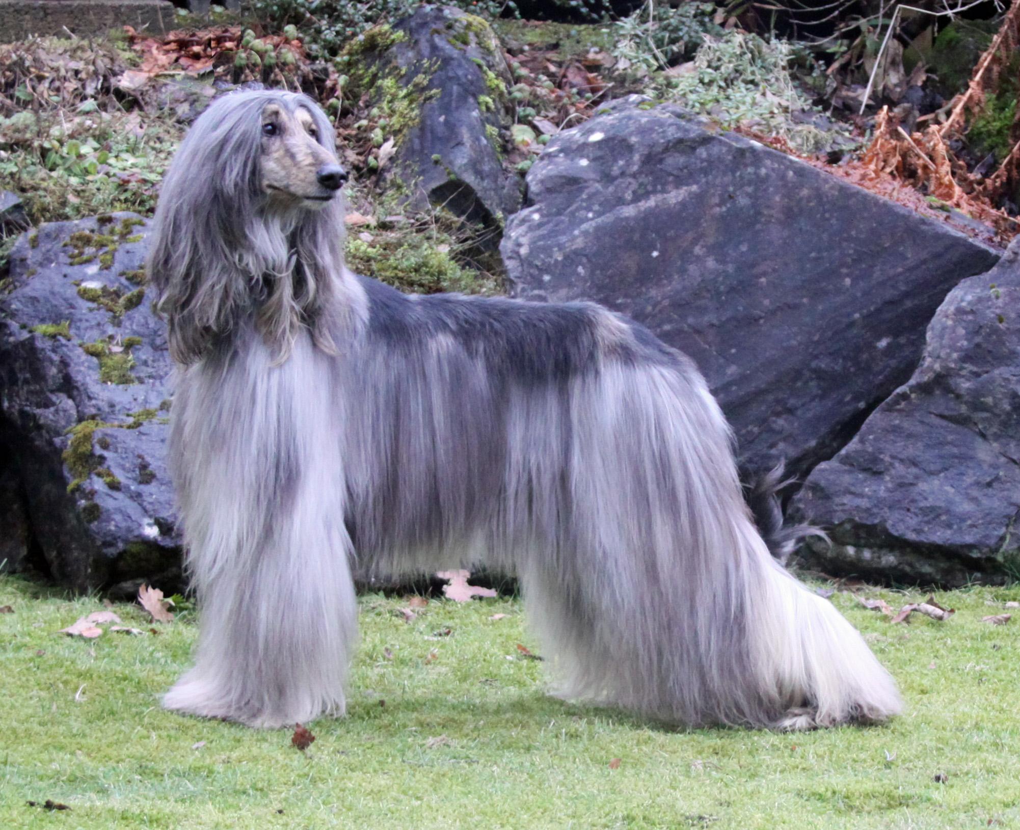 Beautiful Silver Afghan Hound Photo And Wallpaper